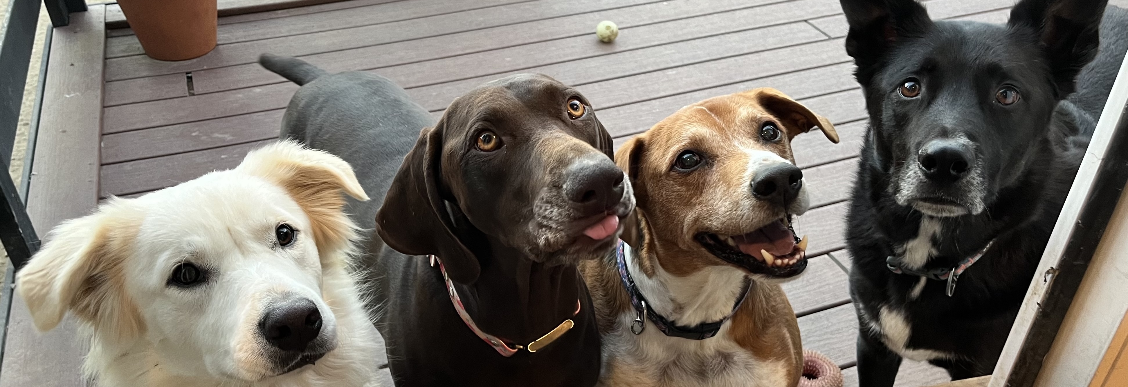 A happy rescue dog